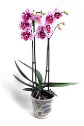 Орхидея фаленопсис Адам 2 ств.