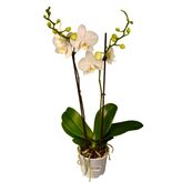 Орхидея фаленопсис белый 2ств.
