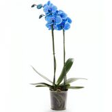 Орхидея фаленопсис голубой 2 ств.